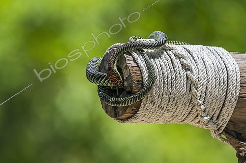 Biosphoto | 2103010 | Golden flying snake (Chrysopelea ornata), Ko Adang, Tarutao, Thailand | &copy; Patrice Correia / Biosphoto
