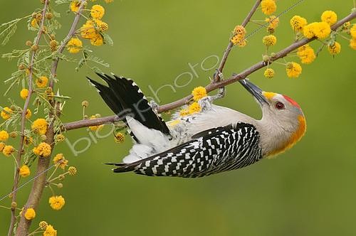 Biosphoto | 2414475 | Golden-fronted Woodpecker (Melanerpes aurifrons), Texas, USA | &copy; Alan Murphy / BIA / Biosphoto