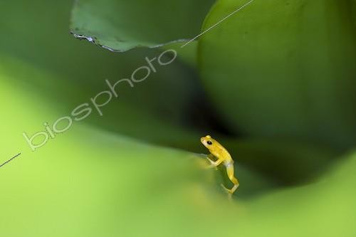 Biosphoto | 1359672 | Golden rocket frog in Tank bromeliad Guyana | &copy; Lee Dalton / Biosphoto