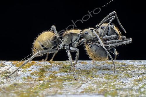 Biosphoto | 2392025 | Golden spiny ant (Polyrhachis proxima) carrying injured sibling. | &copy; Husni Che Ngah / Biosphoto