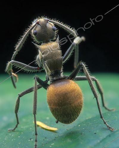 Biosphoto | 2392020 | Golden spiny ant (Polyrhachis proxima) cleaning antenna. | &copy; Husni Che Ngah / Biosphoto
