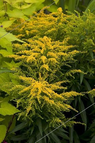 Biosphoto | 1646380 | Goldenrod in bloom in a garden | &copy; NouN / Biosphoto