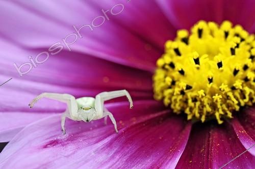 Biosphoto | 955103 | Goldenrod Spider on a Cosmos flower in summer France  | &copy; Roger Dauriac / Biosphoto