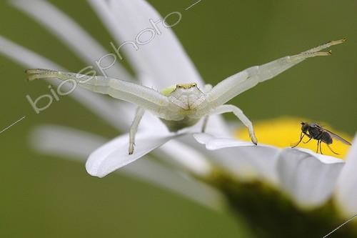 Biosphoto | 2042371 | Goldenrod Spider on the look of a Fly on an Oxeyedaisy | &copy; Patrick Glaume / Biosphoto