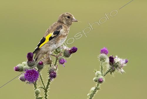 Biosphoto | 2608006 | Goldfinch (Carduelis carduelis) perched on a thistle, England | &copy; Frédéric Desmette / Biosphoto