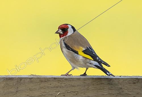 Biosphoto | 2624066 | Goldfinch (Carduelis carduelis) perched on a wooden fence, England | &copy; Frédéric Desmette / Biosphoto