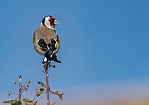 Biosphoto | 2622035 | Goldfinch (Carduelis carduelis) singing at the top of a hedge, Brittany, France. | &copy; Michel Rauch / Biosphoto