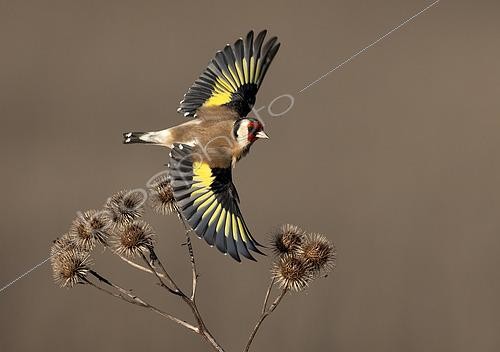 Biosphoto | 2615710 | Goldfinch (Carduelis carduelis) taking off, England | &copy; Frédéric Desmette / Biosphoto