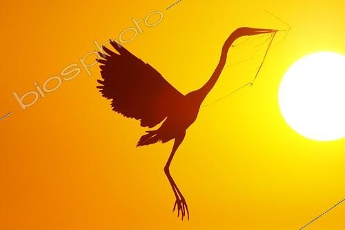 Biosphoto | 925050 | Goliath Heron bringing plants to the nest PN Kruger ; Bringing materials contributes to the nest made.  | &copy; Brigitte Marcon / Biosphoto