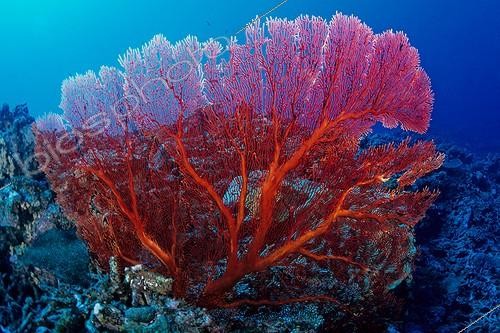Biosphoto | 2019117 | Gorgon on the reef - New Caledonia  ; Pass Gazelle diving Site  | &copy; Jean Cassou / Biosphoto