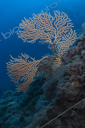 Biosphoto | 2622383 | Gorgone jaune (Eunicella cavolini). Site de la Piscine. Le Lion de Mer. Var. France. | &copy; Jean Cassou / Biosphoto