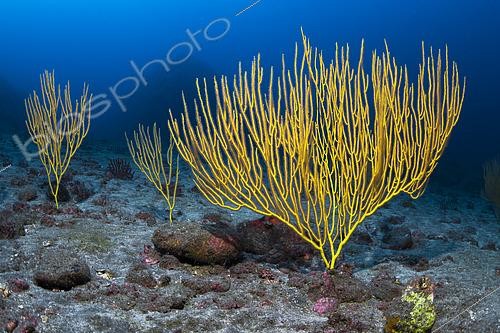 Biosphoto | 2615240 | Gorgone jaune (Leptogorgia viminalis) à une profondeur de 40 mètres. Au nord de La Gomera. Fonds marins sous-marins des îles Canaries. | &copy; Sergio Hanquet / Biosphoto