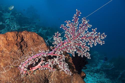 Biosphoto | 2622024 | Gorgonian Sea Fan (Solenocaulon akalyx), dive at Pos 2, Menjangan, Bali, Indonesia. | &copy; Jean Cassou / Biosphoto