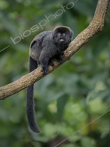 Biosphoto | 2608565 | Gouldi's Marmoset (Callimico goeldii), Madre de Dios, Peru | &copy; Ignacio Yufera / Biosphoto