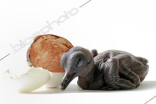 Biosphoto | 1867628 | Goura Sclater newborn and egg on white background | &copy; Claude Thouvenin / Biosphoto