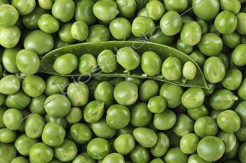 Biosphoto | 609748 | Grains and pods Peas in July  | &copy; Denis Bringard / Biosphoto