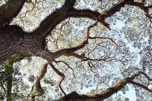 Biosphoto | 1571162 | Grand arbre centenaire sur les rives du Mékong au Laos | &copy; Antoine Boureau / Biosphoto