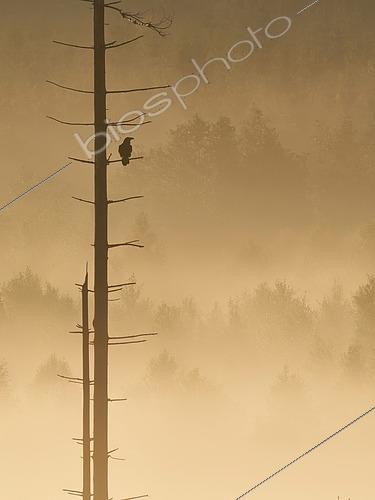 Biosphoto | 2563139 | Grand corbeau (Corvus corax) sur un épicéa mort dans la brume matinale, Ardennes, Belgique | &copy; Philippe Moës / Biosphoto