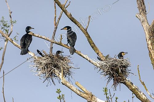 Biosphoto | 2622153 | Grand cormoran (Phalacrocorax carbo) deux adultes branchés et deux couveurs sur un arbre mort au printemps, en bordure de la Meurthe aux environs de Bouxières, Lorraine, France | &copy; André Simon / Biosphoto