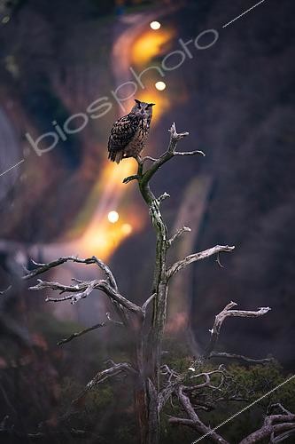 Biosphoto | 2464536 | Grand duc d'Europe (Bubo bubo) mâle en place sur son arbre préféré pour appeler sa femelle fin janvier, période de parade nuptiale, Alsace, France | &copy; Olivier Gutfreund / Biosphoto