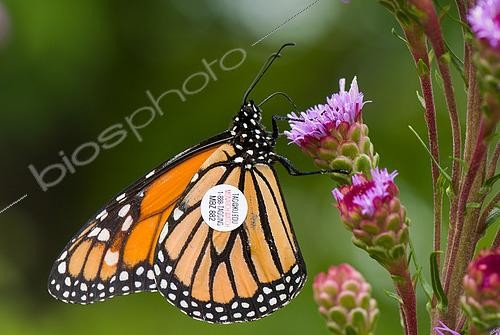 Biosphoto | 2618487 | Grand Monarque (Danaus plexippus) papillon migrateur avec un patch de suivi de migration, Montreal, Québec, Canada | &copy; Stéphane Vitzthum / Biosphoto