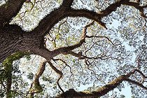 Biosphoto | 1571162 | Grand old tree on the banks of the Mekong in Laos  | &copy; Antoine Boureau / Biosphoto
