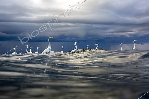 Biosphoto | 2455967 | Grande Aigrette (Ardea alba) dans l'eau, embouchure du Rio Dulce, Golfe du Honduras, Livingston, Guatemala. | &copy; Óscar Díez Martínez / Biosphoto