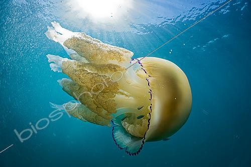 Biosphoto | 2627228 | Grande méduse (Rhizostoma pulmo) dans l'Océan Atlantique proche de l'ile d'Oléron, France | &copy; Bruno Guénard / Biosphoto