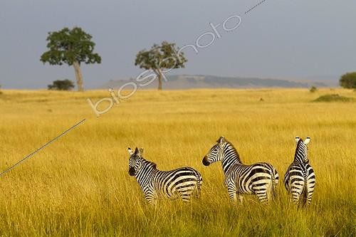 Biosphoto | 1631725 | Grant's zebras in the Masai Mara NR  Kenya | &copy; Michel & Christine Denis-Huot / Biosphoto