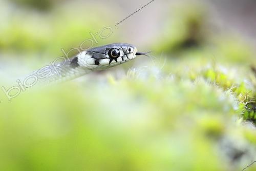 Biosphoto | 2620923 | Grass snake (Natrix natrix) slithering through the vegetation near a wetland, France. | &copy; Christophe Perelle / Biosphoto