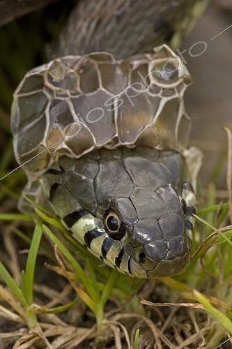 Biosphoto | 1293188 | Grass Snake shedding skin England | &copy; John Cancalosi / Biosphoto