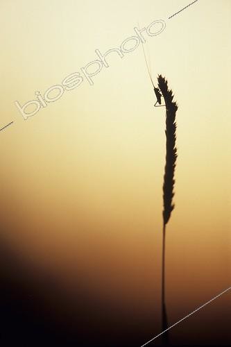 Biosphoto | 1136723 | Grasshopper at sunset in the valley of the Doubs France | &copy; Florent Cardinaux  / Biosphoto