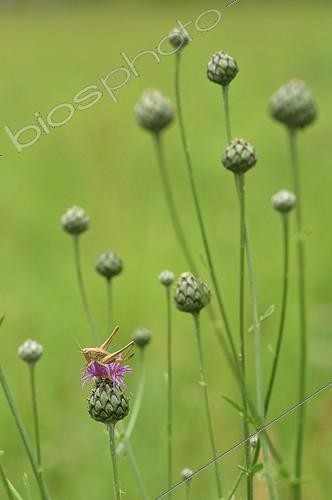 Biosphoto | 1371013 | Grasshopper female on a capitulum of Knapweed in France | &copy; Robin Monchâtre / Biosphoto