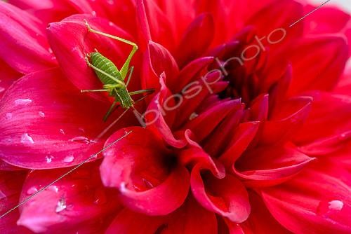 Biosphoto | 2071710 | Grasshopper on Dahlia flower , France | &copy; Gilles Ménanteau / Biosphoto