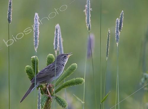 Biosphoto | 2009997 | Grasshopper Warbler  on a branch - Finland | &copy; Markus Varesvuo / Biosphoto