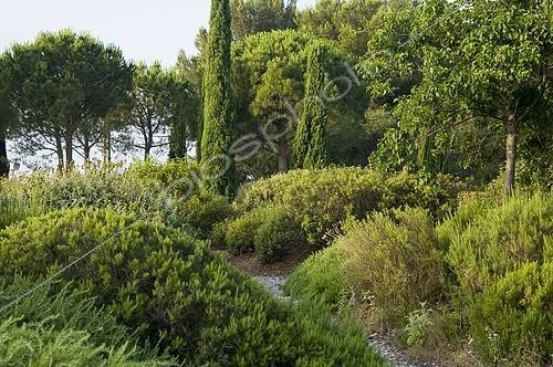 Biosphoto | 2034155 | Gravel path in a mediterranean garden | &copy; Marc Chatelain / Biosphoto