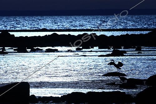 Biosphoto | 2078603 | Gray Heron (Ardea cinerea), Baltic Sea Shore, Öland, Sweden | &copy; Philippe Moës / Biosphoto