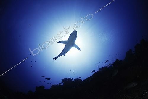 Biosphoto | 1295321 | Gray Reef Shark against the light in the atoll of Fakarava | &copy; Fabien Michenet / Biosphoto