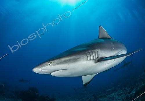 Biosphoto | 1901228 | Gray Reef Shark over the reef Tahiti French Polynesia  | &copy; Fabien Michenet / Biosphoto