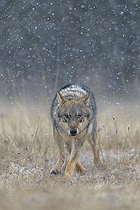 Biosphoto | 2544636 | Gray wolf (Canis lupus), runs across a meadow in heavy snowfall, National Park Little Fatra, Slovakia, Europe | &copy; Bernd Zoller / imageBROKER / Biosphoto