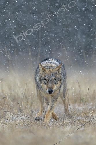 Biosphoto | 2544636 | Gray wolf (Canis lupus), runs across a meadow in heavy snowfall, National Park Little Fatra, Slovakia, Europe | &copy; Bernd Zoller / imageBROKER / Biosphoto