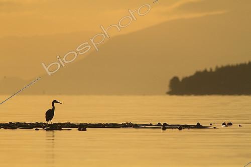 Biosphoto | 2392902 | Great blue heron (Ardea herodias) standing on kelp at dusk, Port McNeill, Broughton, British Columbia, Canada | &copy; Jack Chapman / Biosphoto