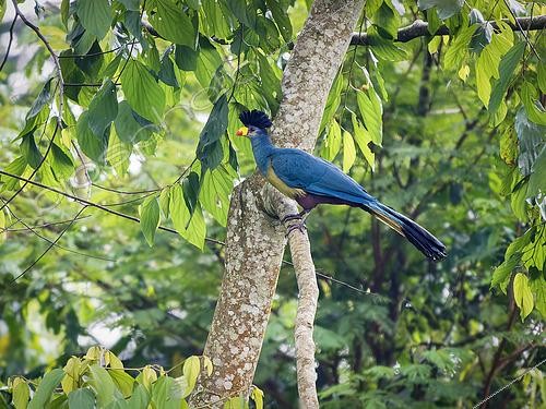 Biosphoto | 2608575 | Great Blue Turaco (Corythaeola cristata), Bwindi, Uganda | &copy; Ignacio Yufera / Biosphoto