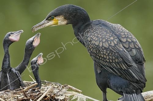 Biosphoto | 814768 | Great Cormorant feeding its fledglings in its nest Lorraine | &copy; Michel Poinsignon / Biosphoto