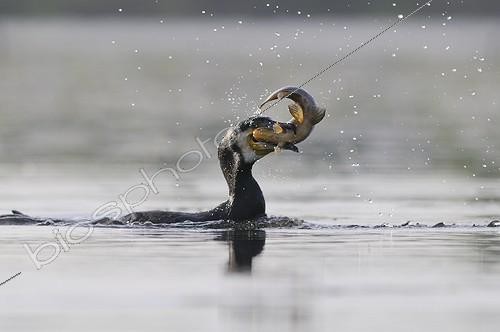 Biosphoto | 1158846 | Great Cormorant holding a Tench in its beak France | &copy; Guy Piton / Biosphoto