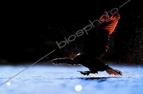 Biosphoto | 2438497 | Great Cormorant (Phalacrocorax carbo) blacklight in flight, Daimiel, Ciudad Real, Spain | &copy; David Jerez / Biosphoto