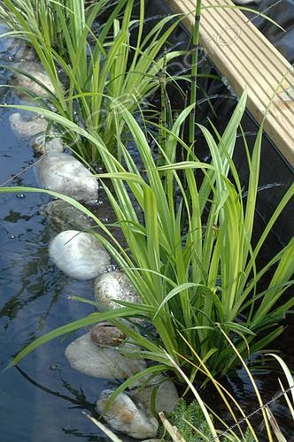 Biosphoto | 2073114 | Great Drooping Sedge (Carex pendula) in a garden pond - lagooning and filtration by aquatic plants | &copy; Catherine Fruhinsholz / Biosphoto