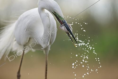 Biosphoto | 2625850 | Great egret (Ardea alba) fishing at the edge of a pond, with a fish in its beak, Pusztaszer, Hungary. | &copy; Michel Poinsignon / Biosphoto