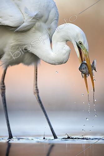 Biosphoto | 2625852 | Great egret (Ardea alba) fishing at the edge of a pond, with a fish in its beak, Pusztaszer, Hungary. | &copy; Michel Poinsignon / Biosphoto