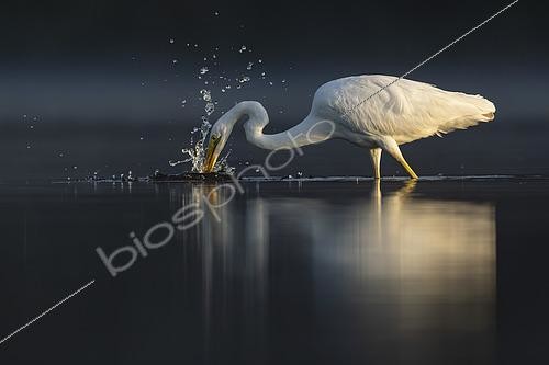 Biosphoto | 2609043 | Great Egret (Egretta alba) fishing in the water, Sologne pond, Loir-et-Cher, Centre-Val de Loire, France | &copy; Guy Van Langenhove / Biosphoto